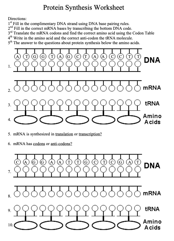 Protein Synthesis Worksheet